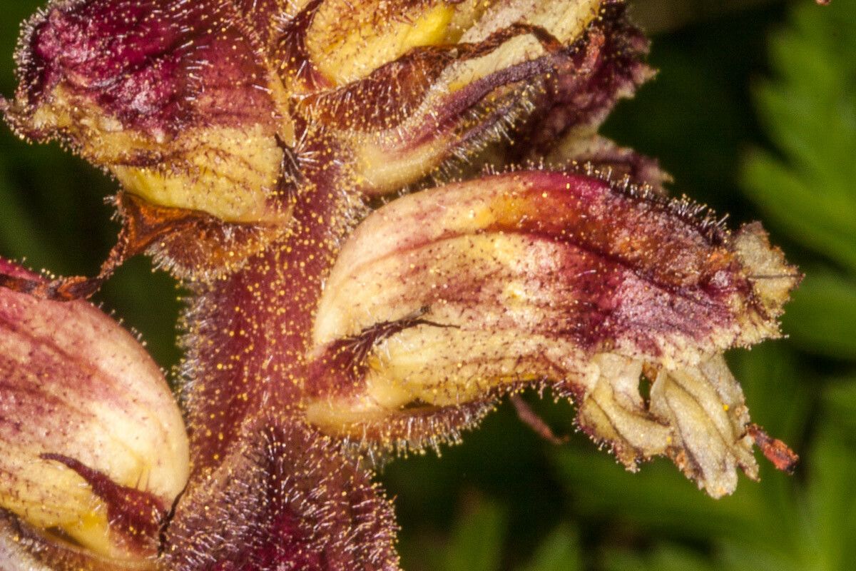 Orobanche reticulata flower