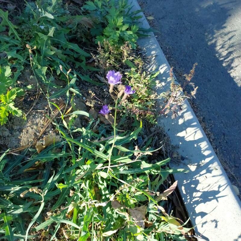 Lactuca tatarica — search result for 'Lactuca'