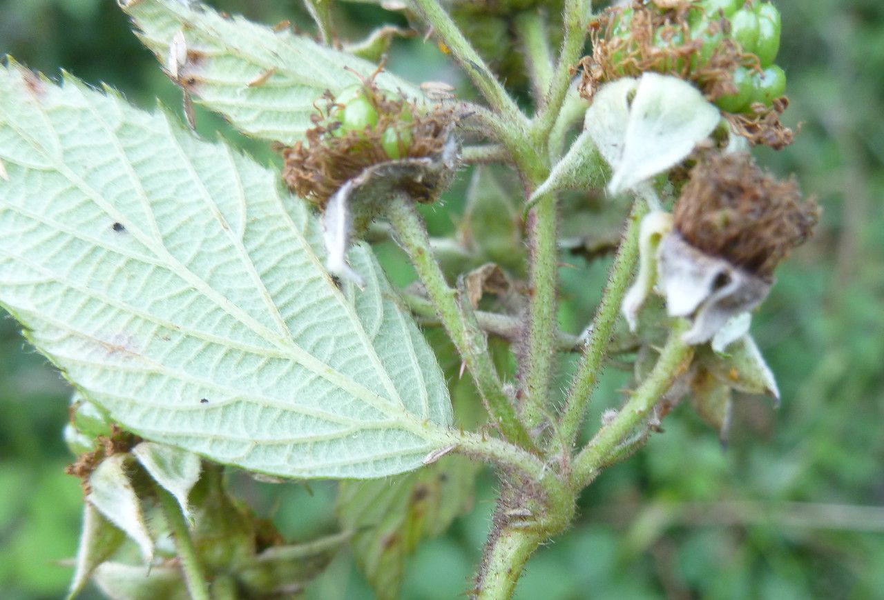 Rubus flexuosus flower