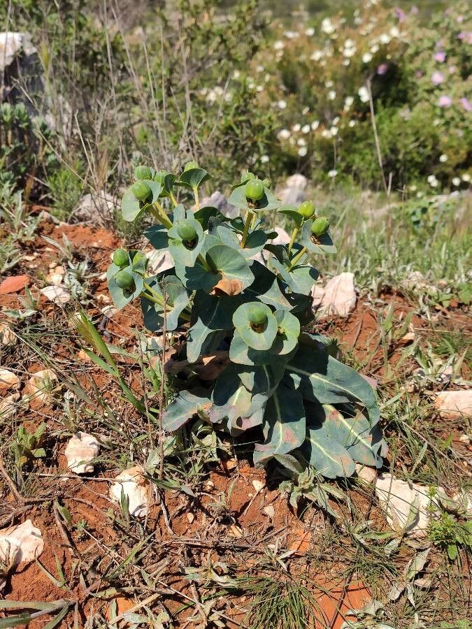 Euphorbia isatidifolia habit