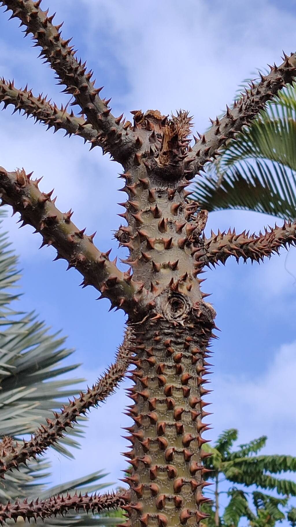 Pachypodium rutenbergianum bark