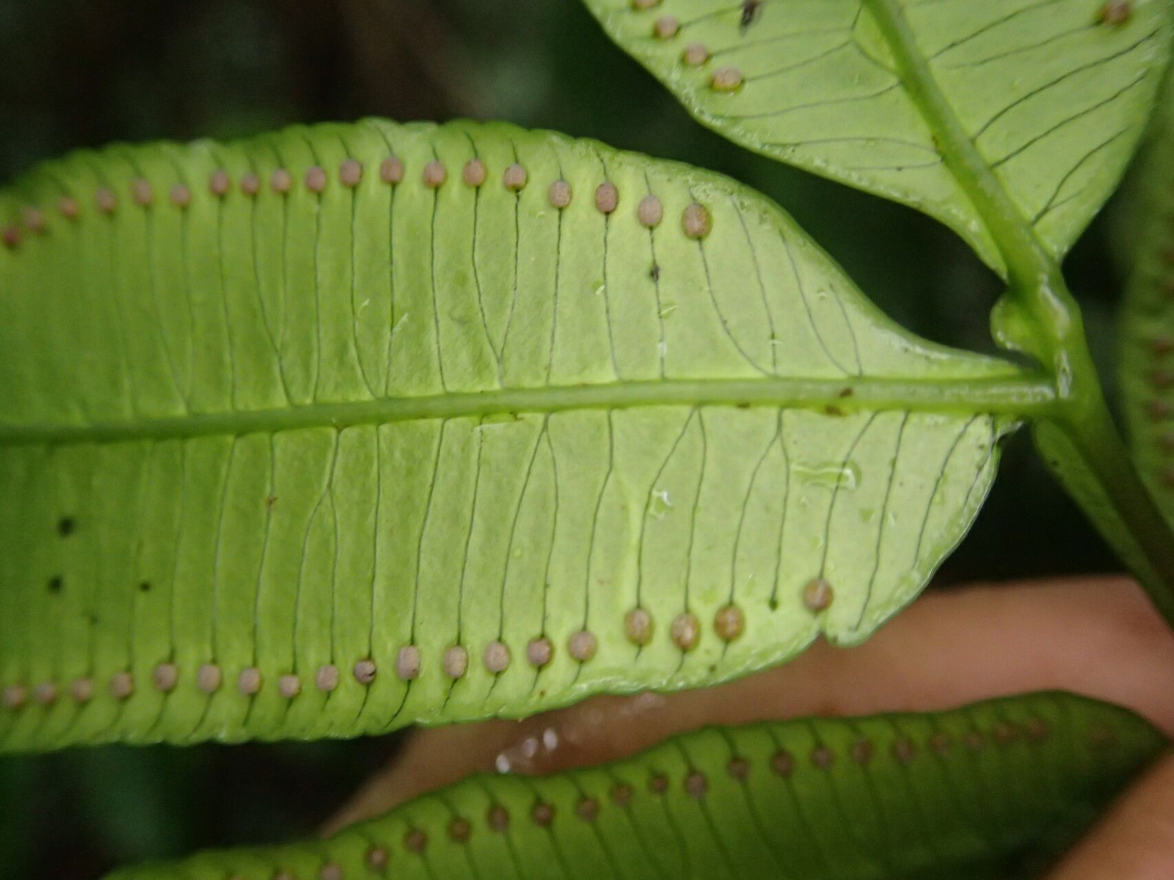 Ptisana senterreana — houseplant care guide