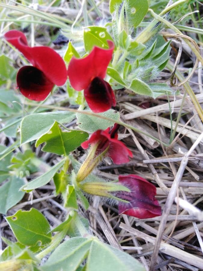 Lotus purpureus flower