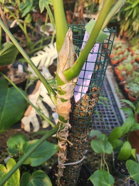Anthurium balaoanum habit