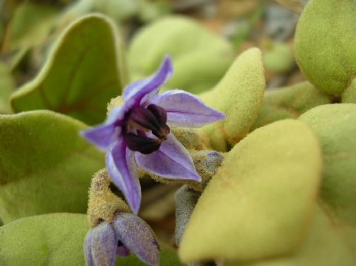 Solanum oxycarpum flower