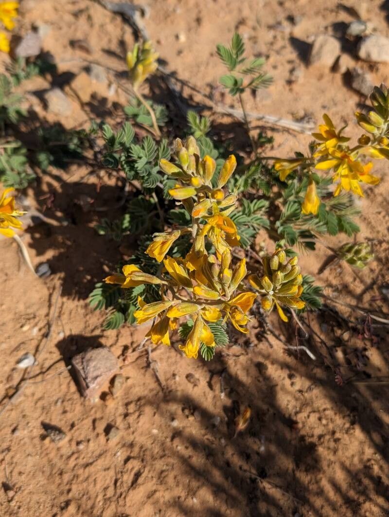 Hoffmannseggia repens flower