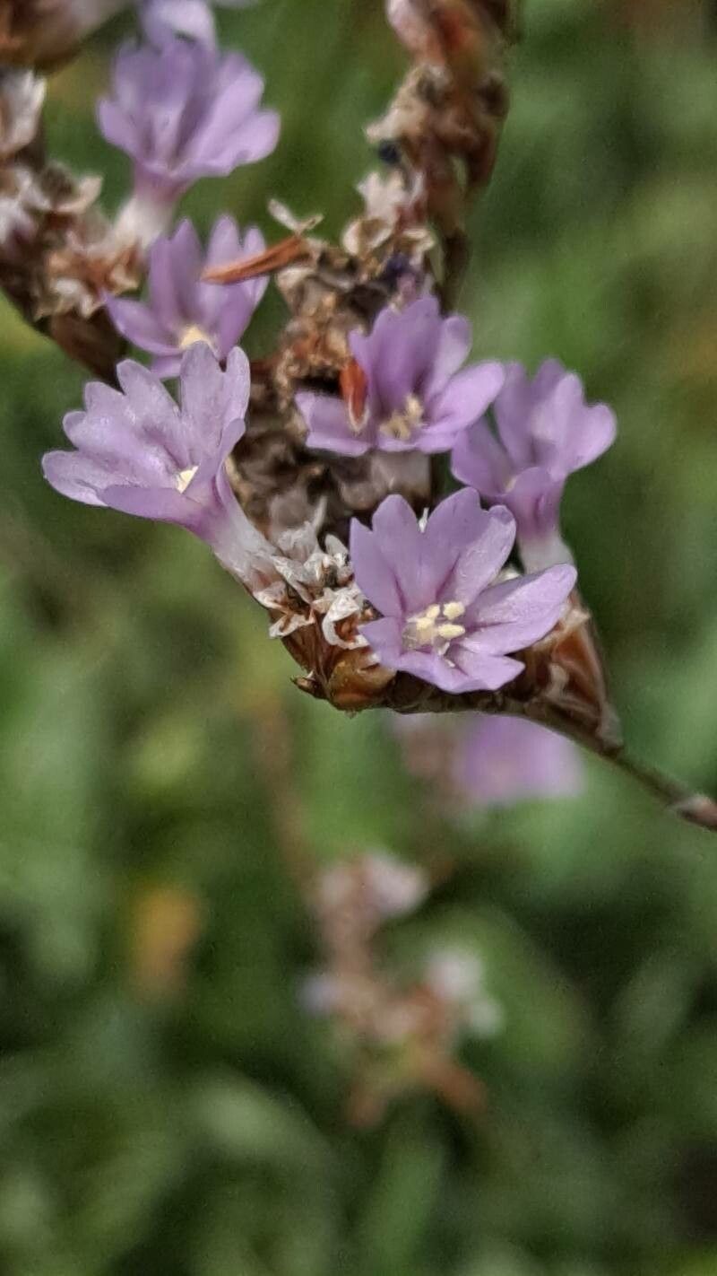 Limonium binervosum flower
