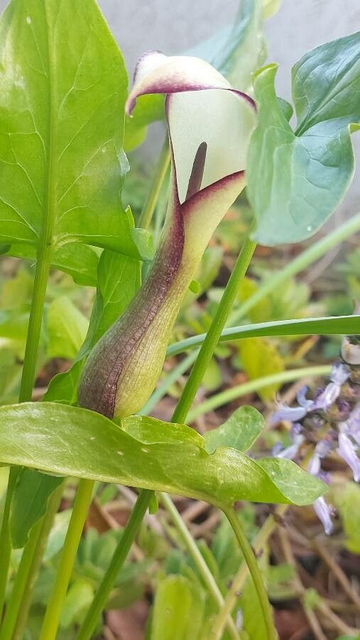 Arum hygrophilum flower