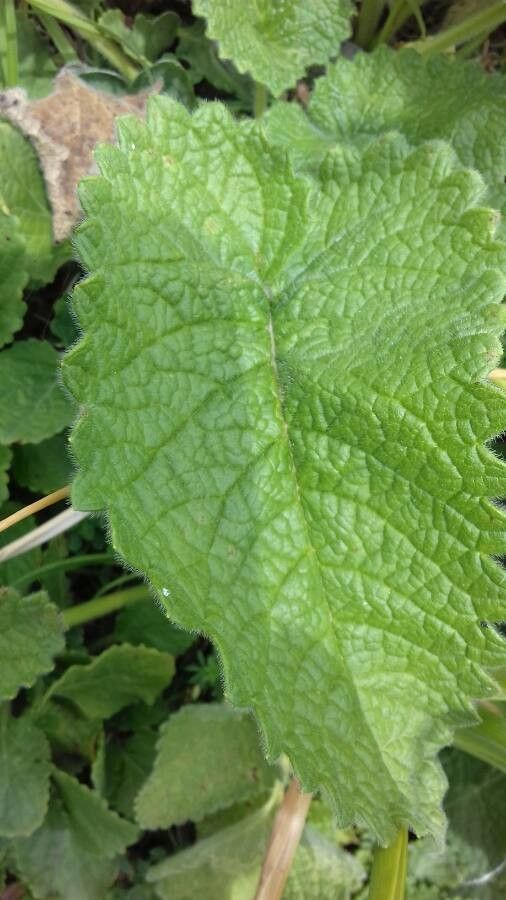 Betonica alopecuros — related species from the same genus