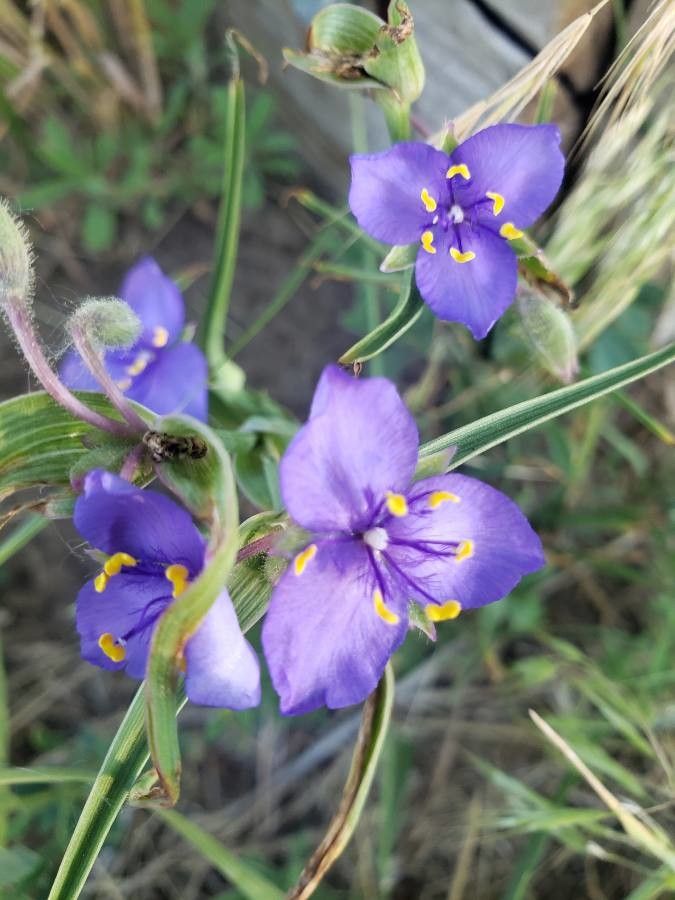 Tradescantia occidentalis flower