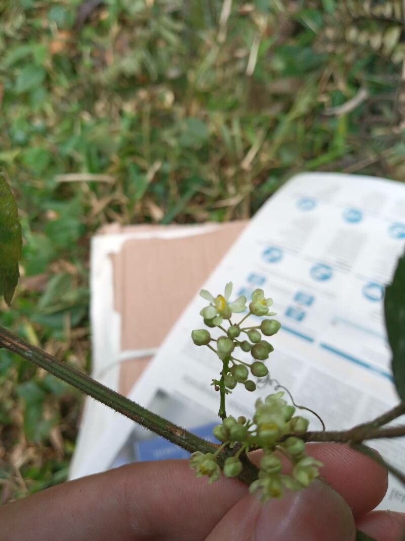 Serjania acoma — related species from the same genus