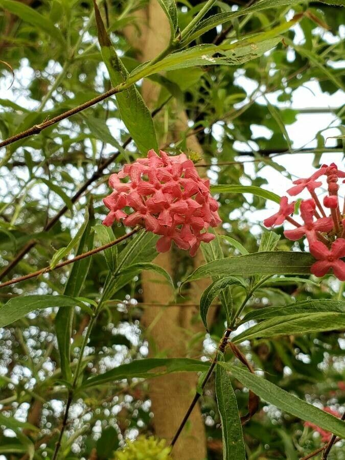 Arachnothryx leucophylla flower