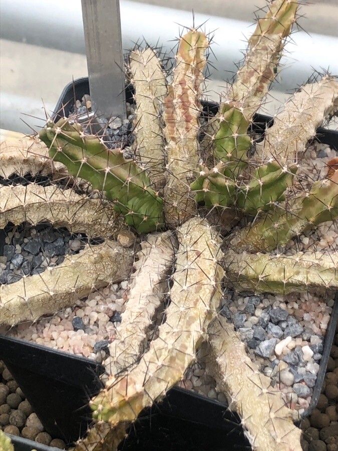 Echinocereus pentalophus leaf