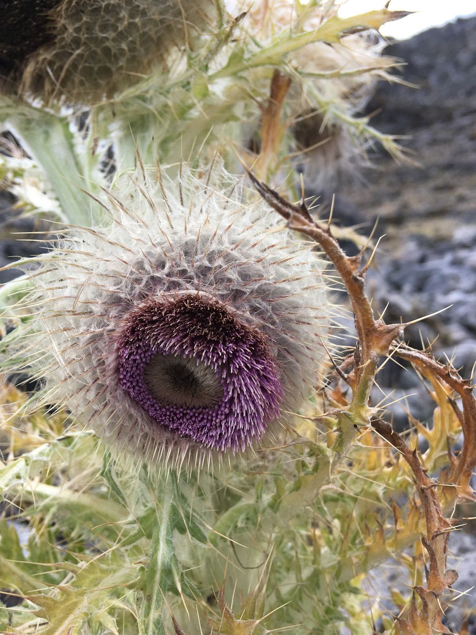 Cirsium nivale flower