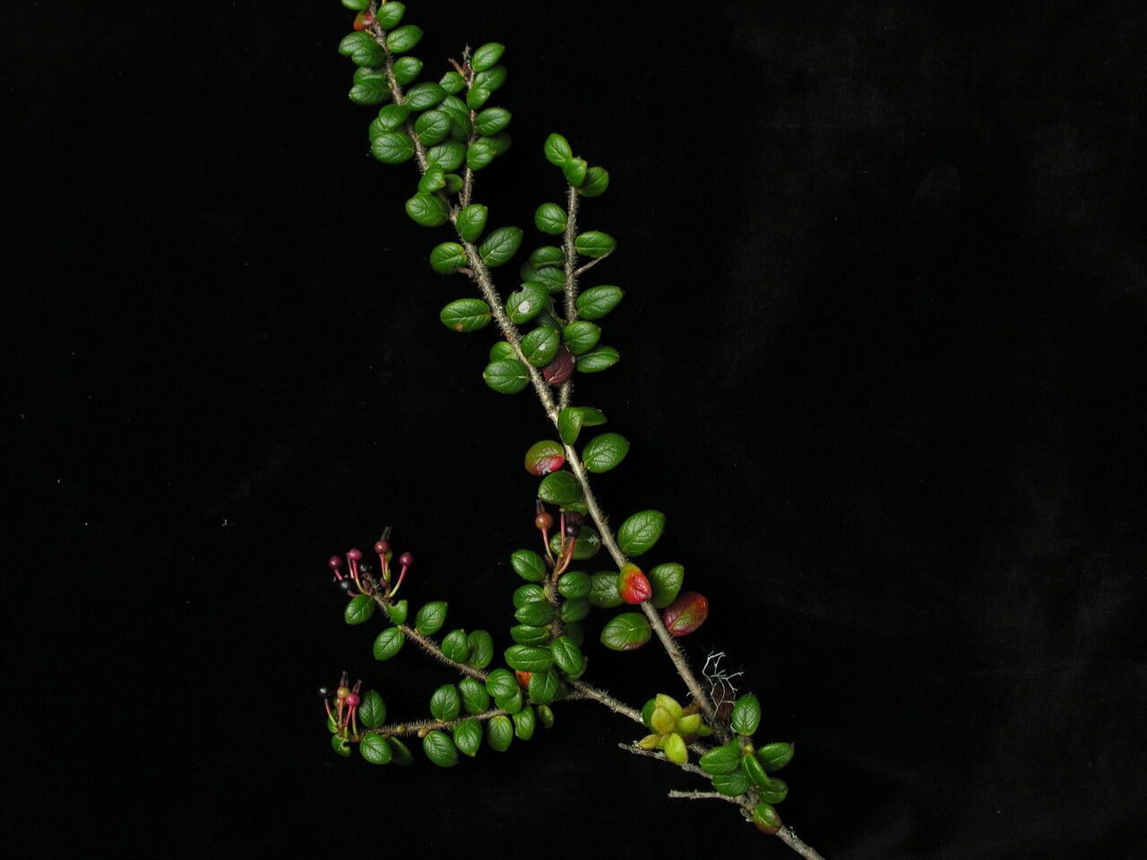 Vaccinium nummularia — search result for 'Vaccinium'