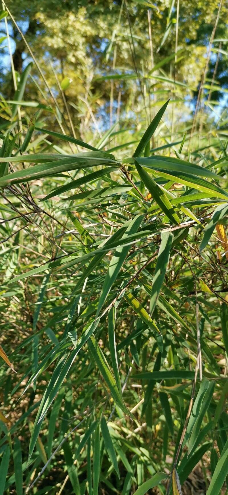 Yushania anceps leaf