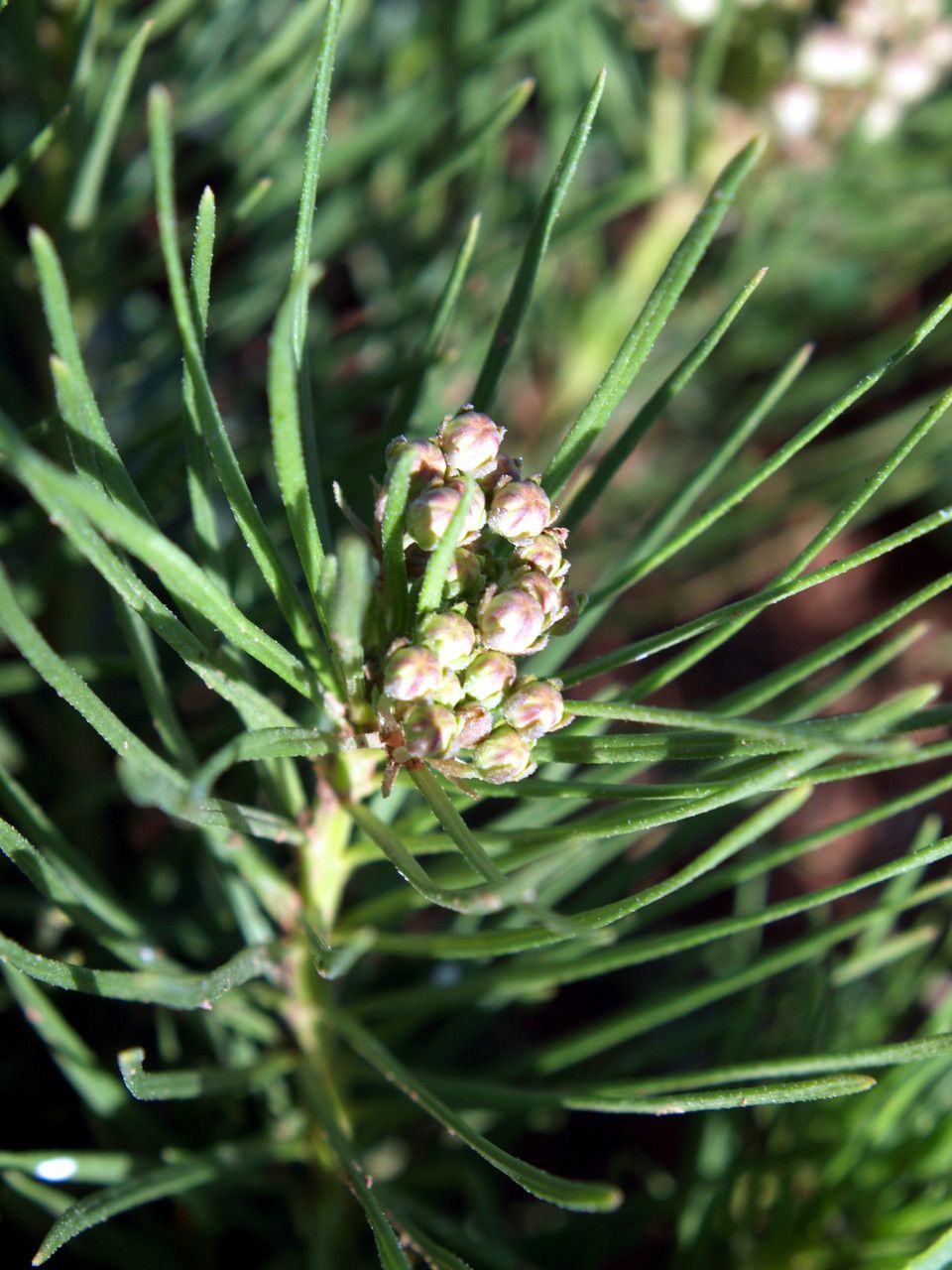 Asclepias pumila flower