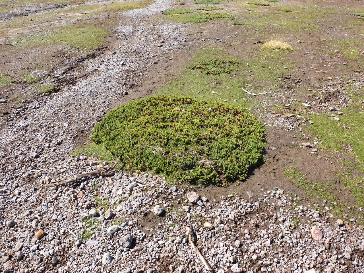 Xenophyllum weddellii habit