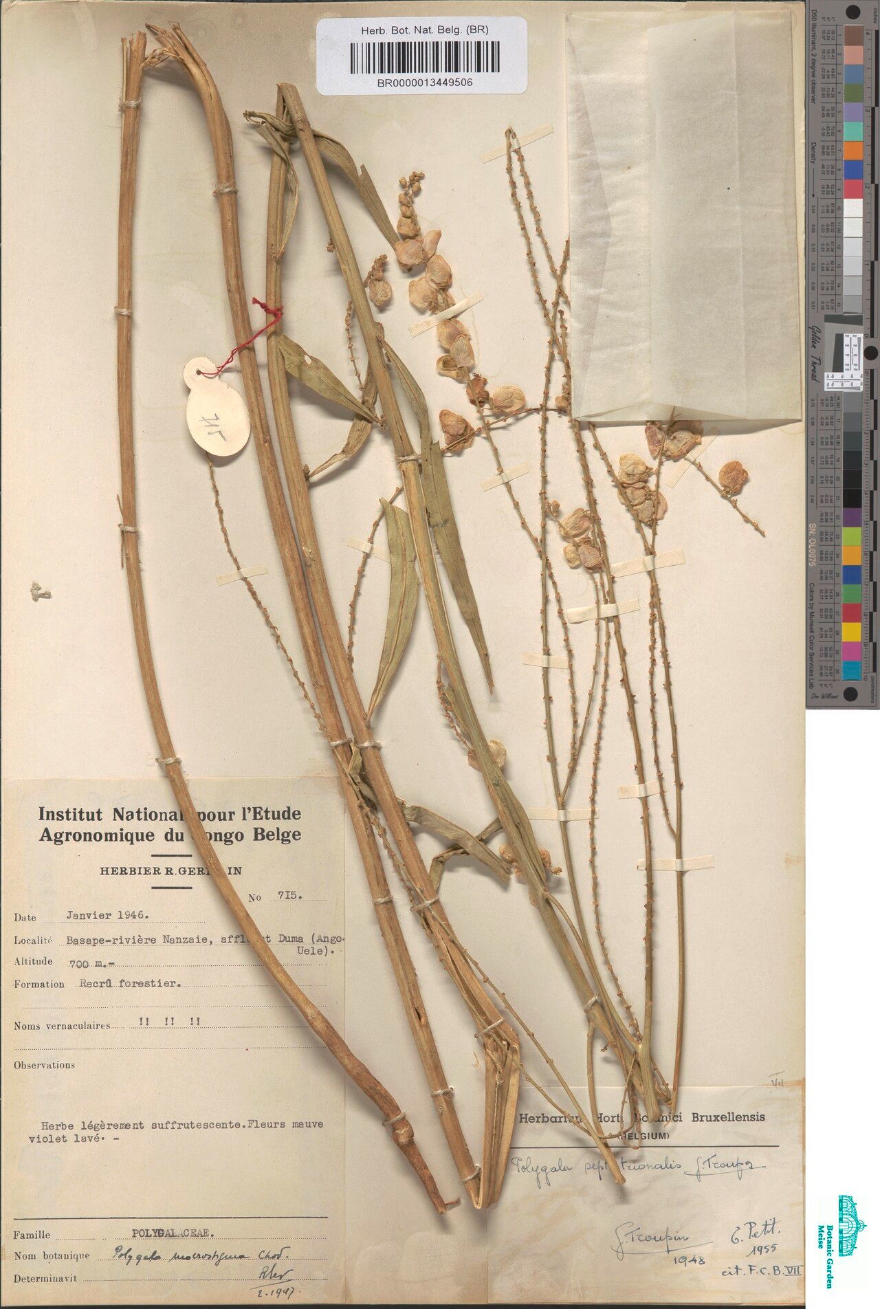 Polygala septentrionalis — houseplant care guide