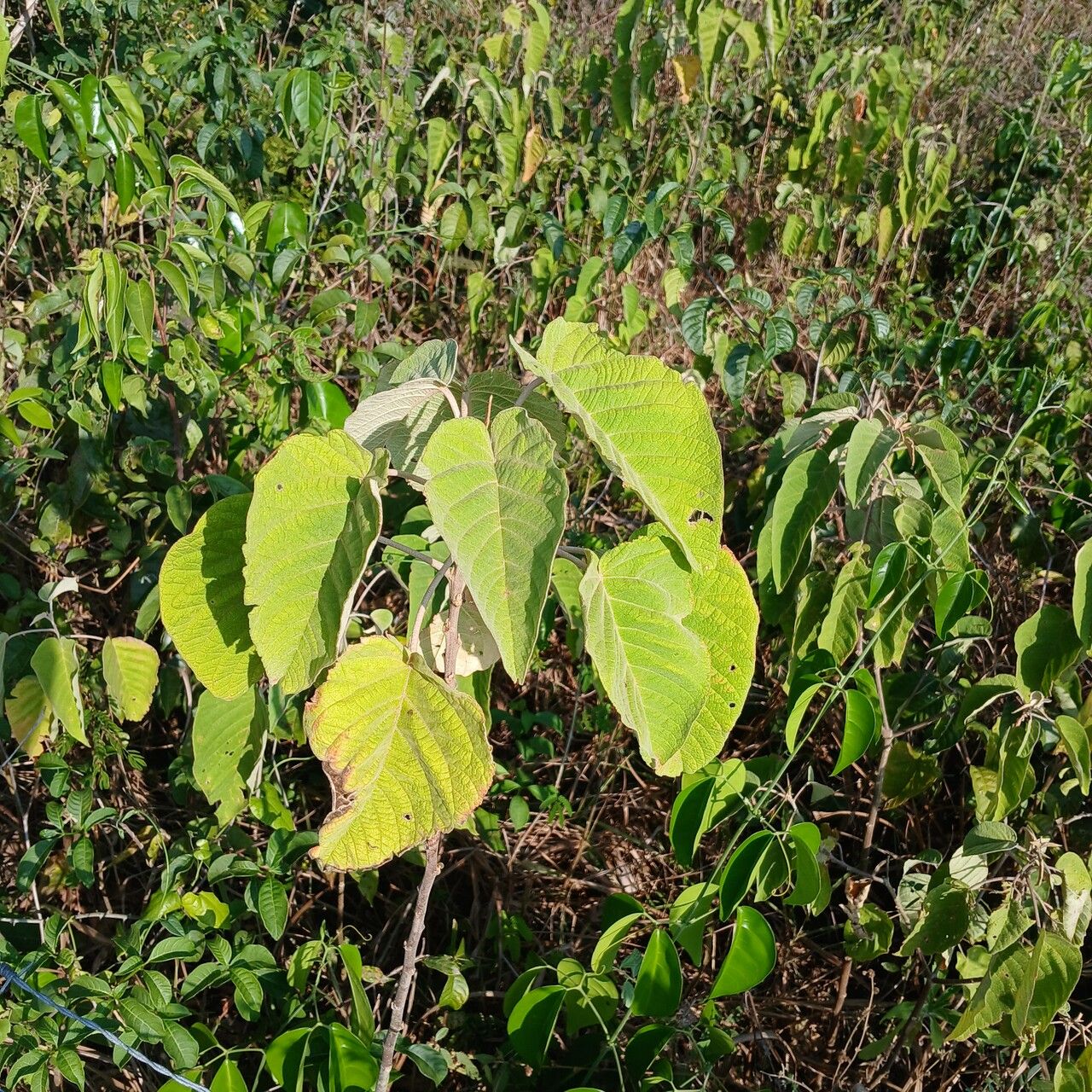 Croton blanchetianus — houseplant care guide