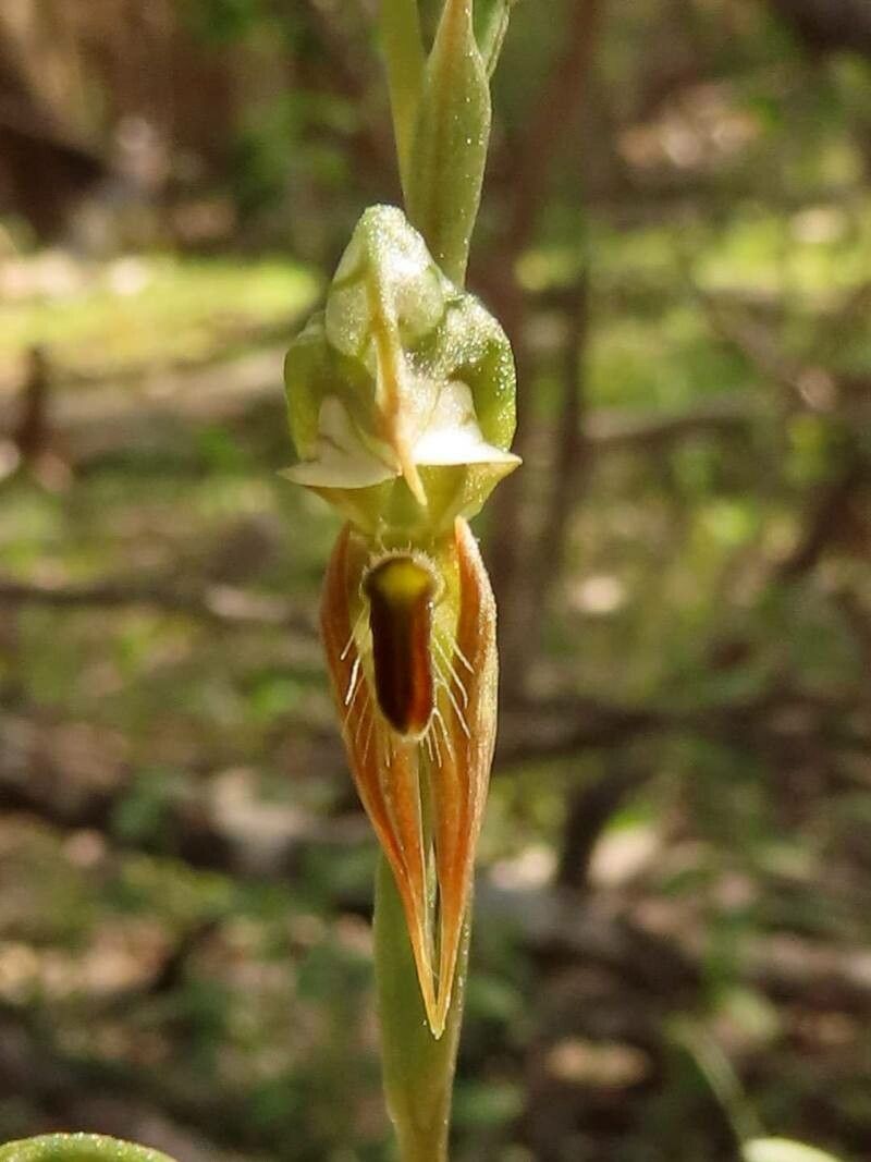 Pterostylis pusilla flower