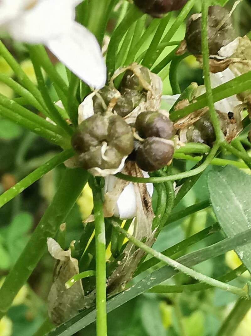 Allium subhirsutum fruit