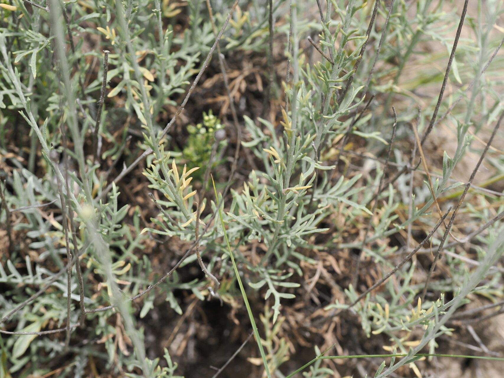 Psephellus amblyolepis — related species from the same genus