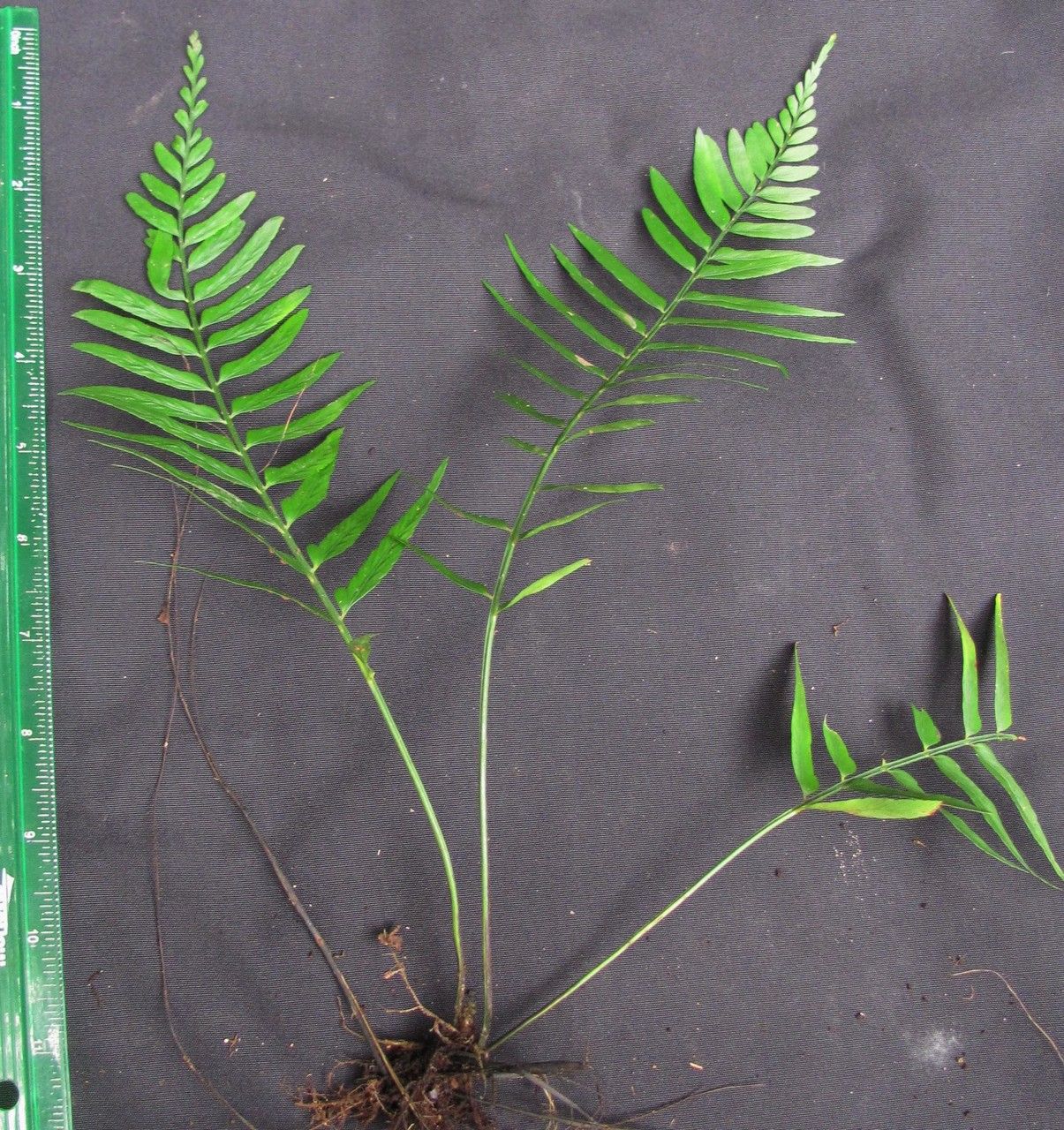 Asplenium erosum other