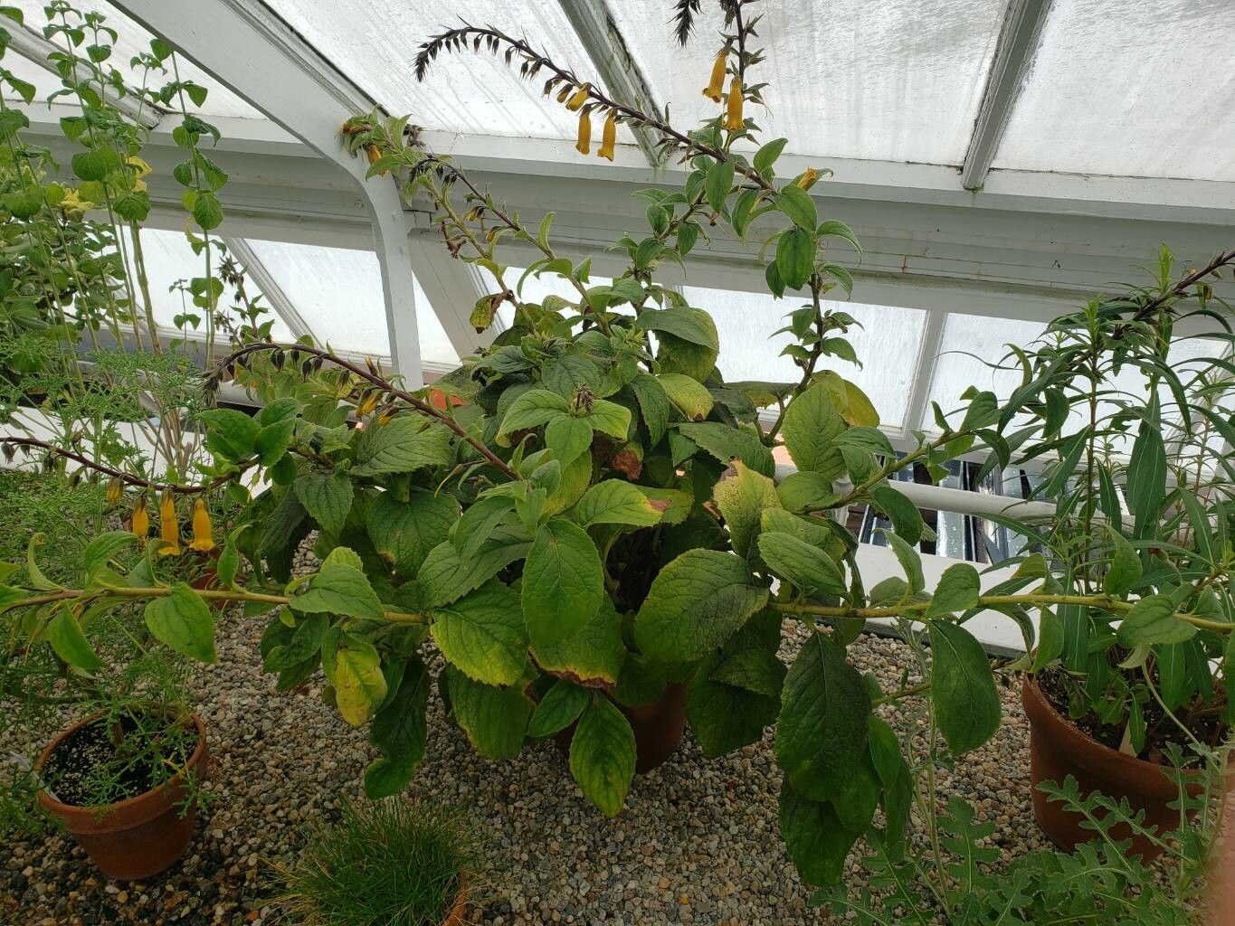 Titanotrichum oldhamii habit