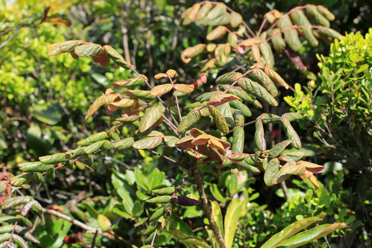 Phyllanthus poueboensis — houseplant care guide