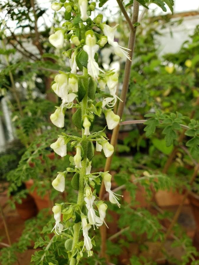 Plectranthus bipinnatus flower