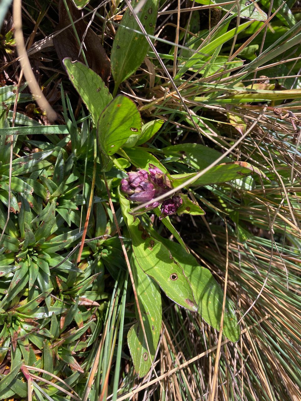 Valeriana pilosa habit