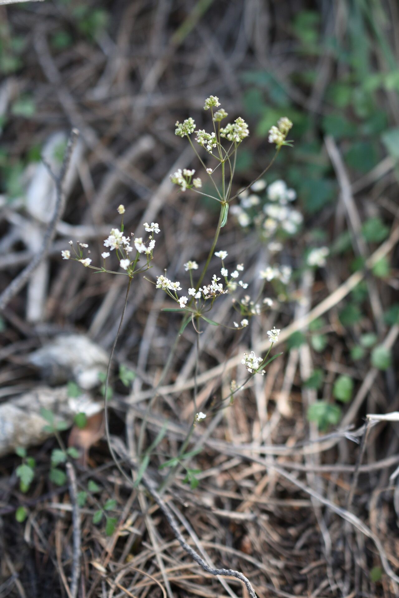 Pimpinella cretica flower