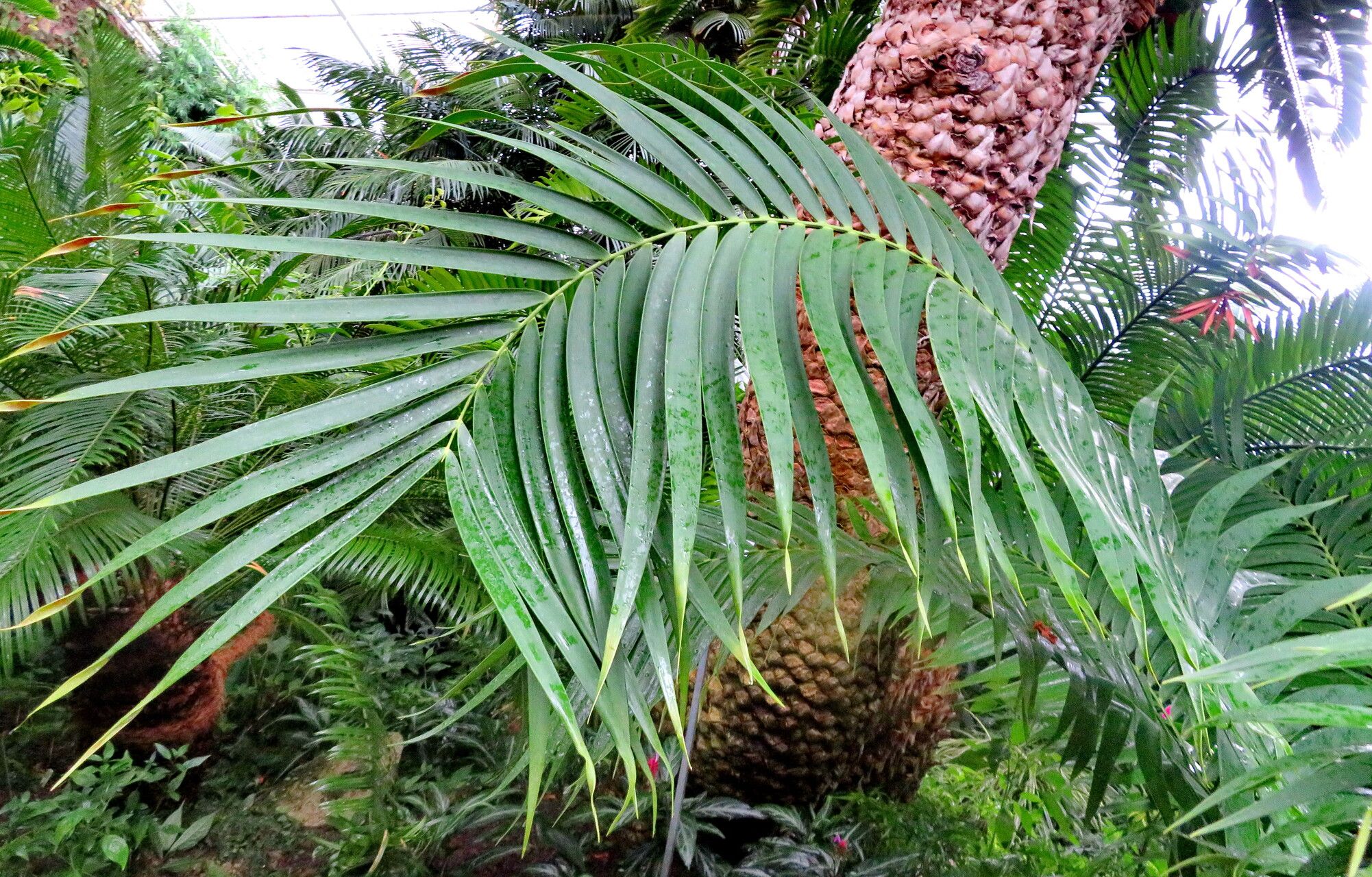 Ceratozamia latifolia leaf