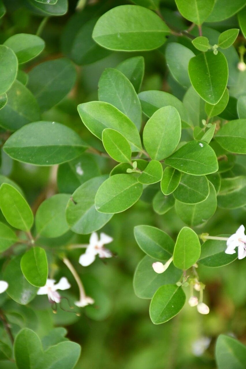 Volkameria inermis leaf