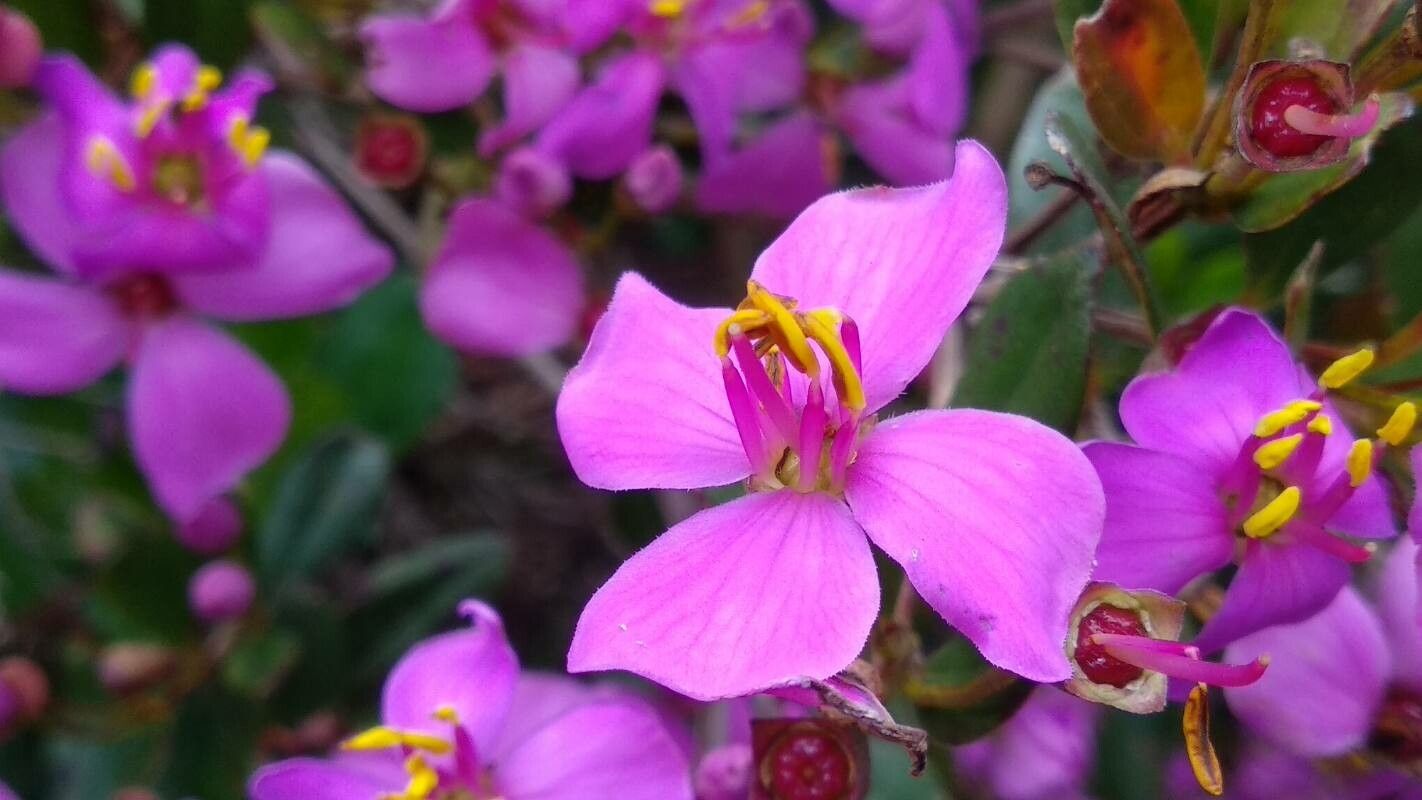 Bucquetia glutinosa flower