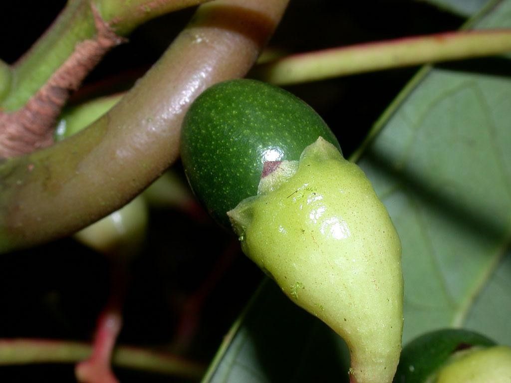 Cinnamomum chavarrianum fruit