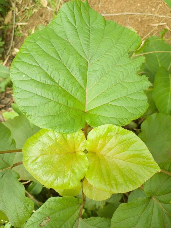 Adina cordifolia leaf