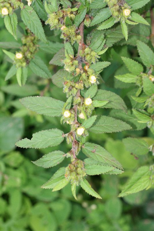 Sida glomerata habit
