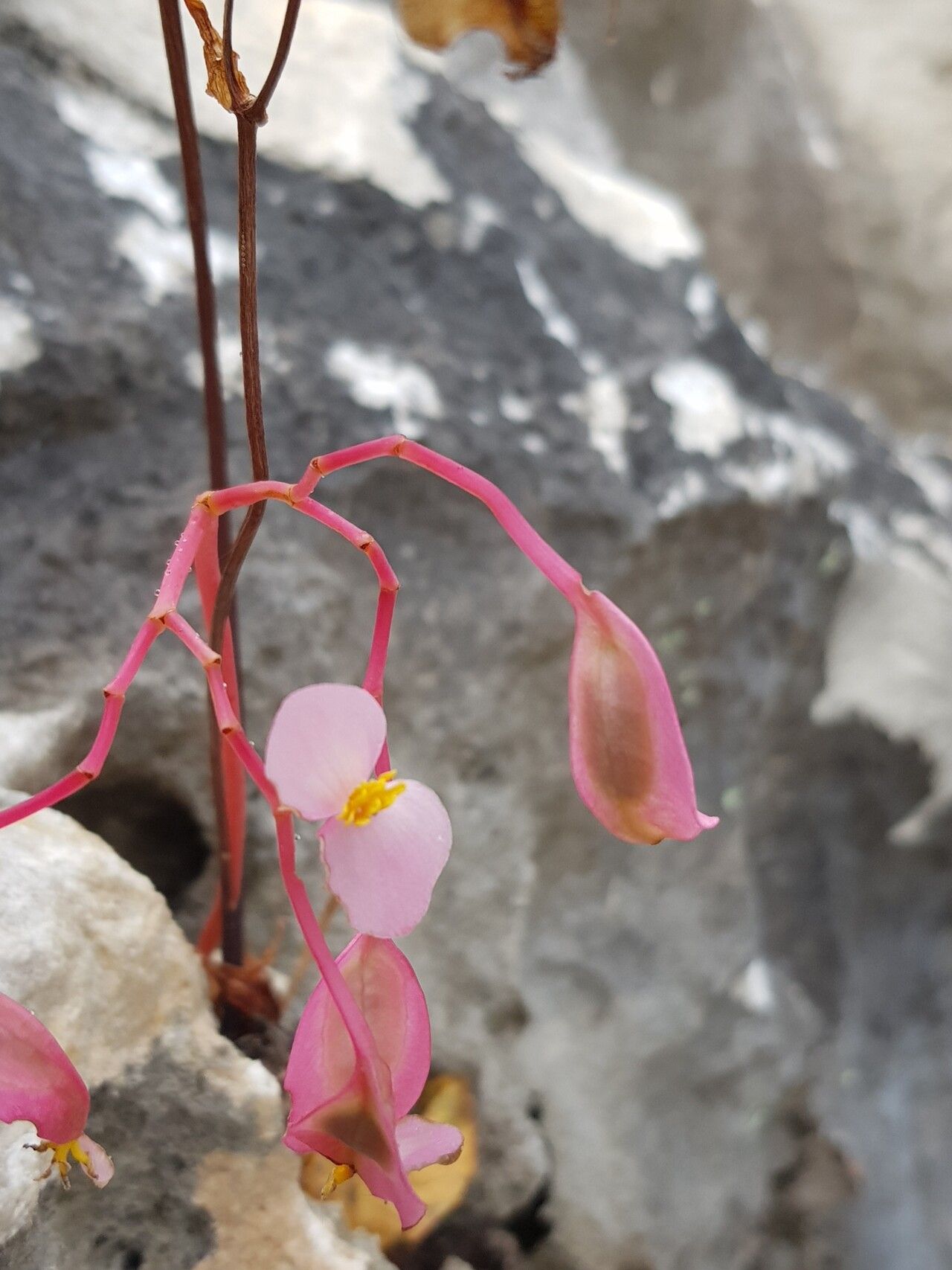 Begonia antsiranensis flower