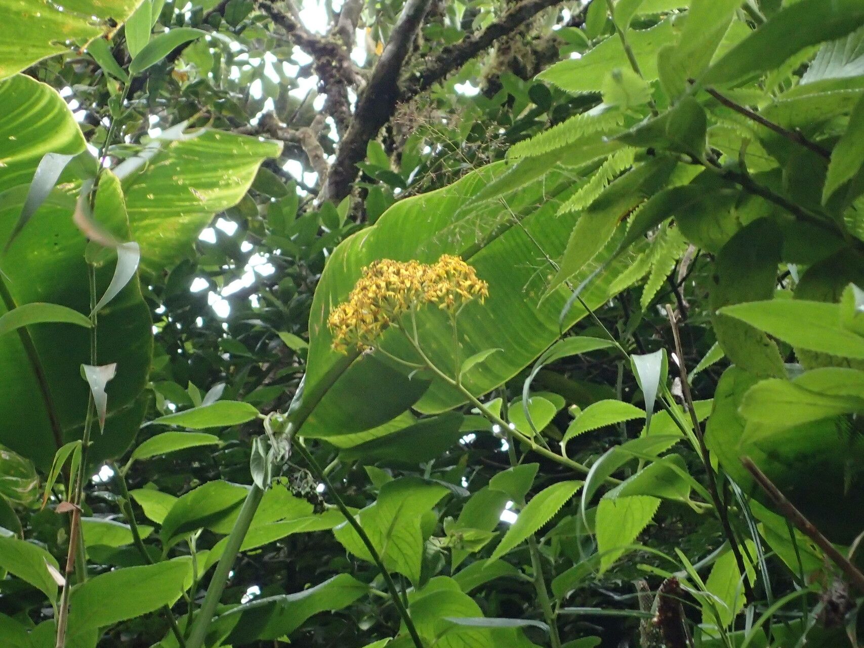 Dendrophorbium lucidum flower