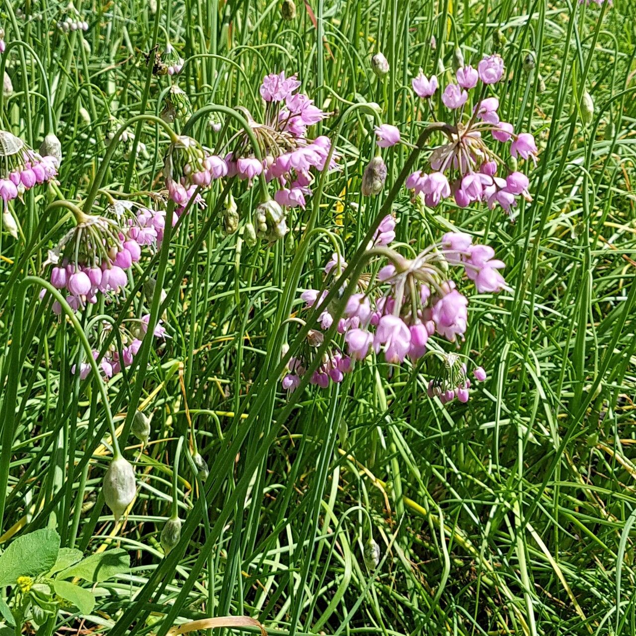Allium cernuum habit