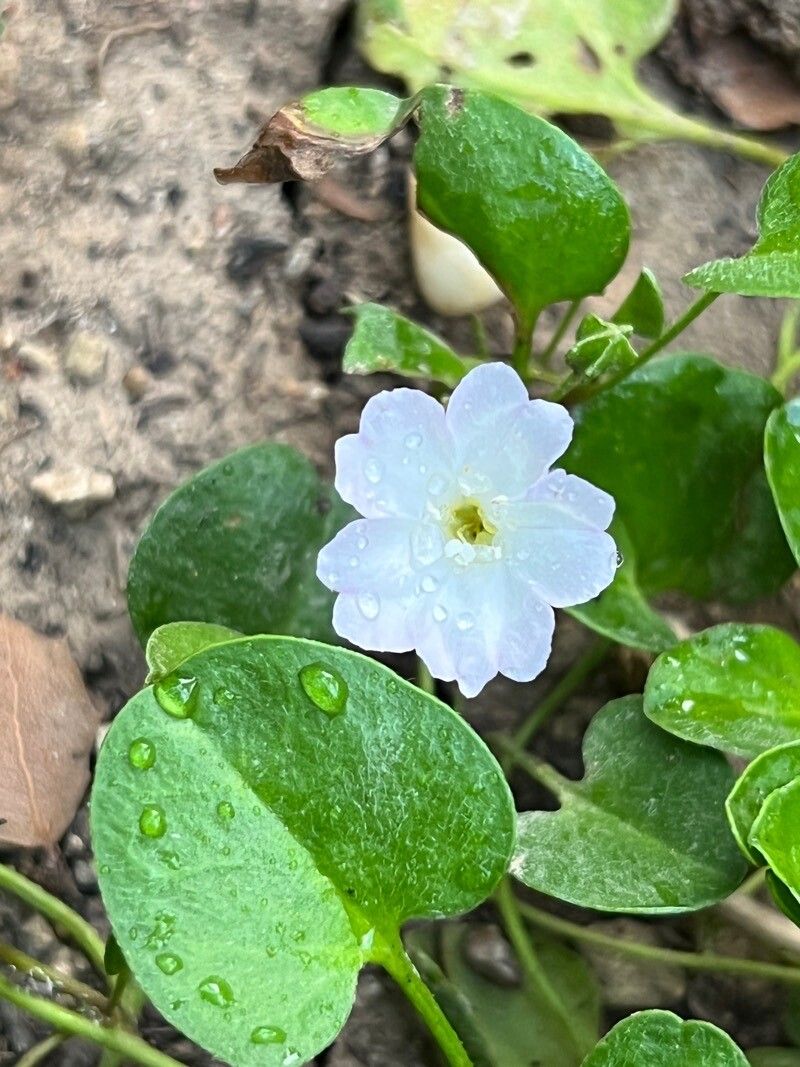 Falkia repens flower