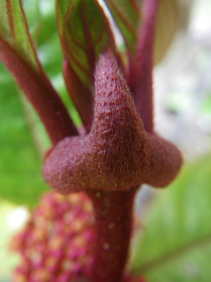 Sabicea rubiginosa — houseplant care guide