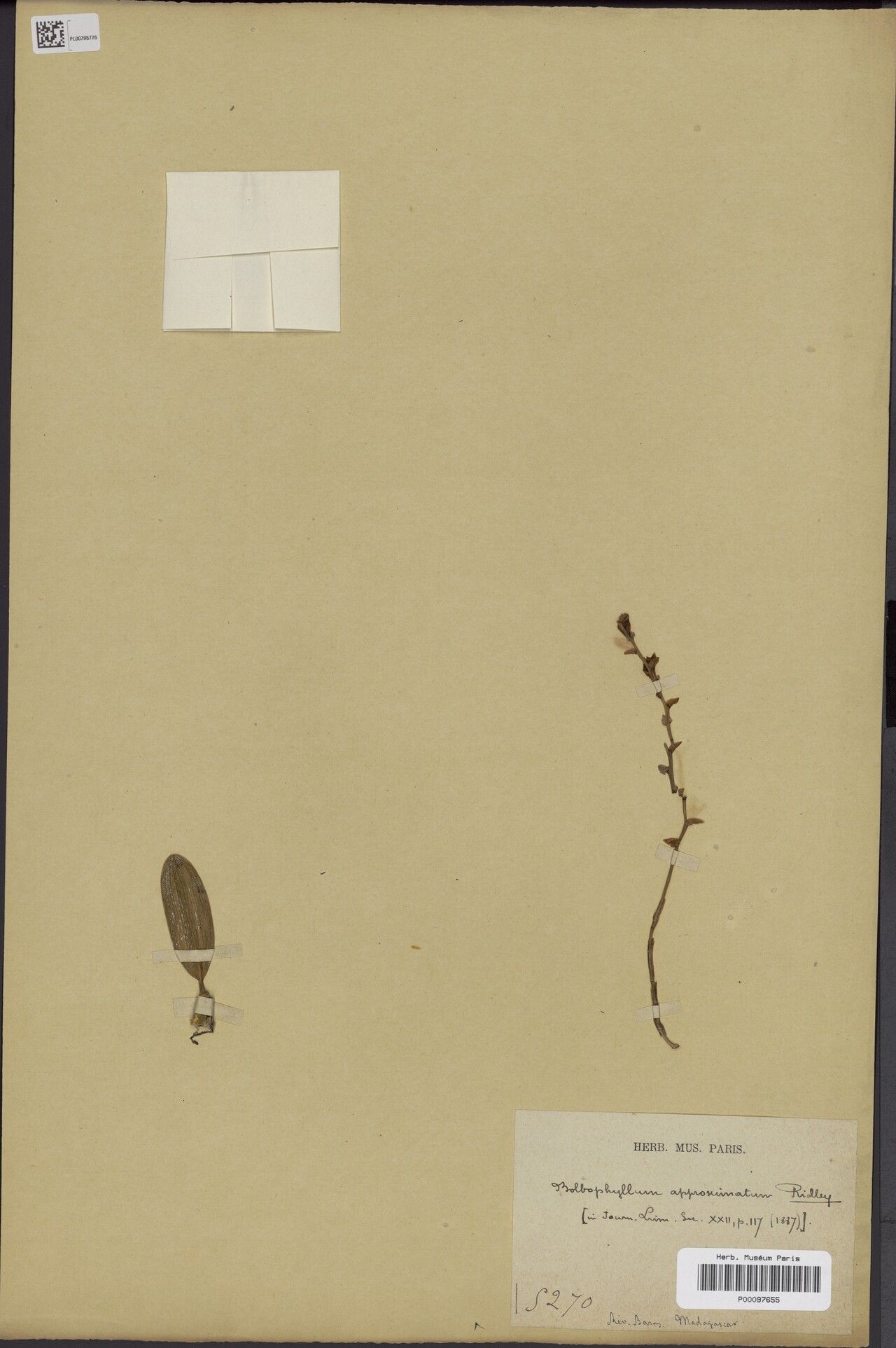 Bulbophyllum approximatum — houseplant care guide