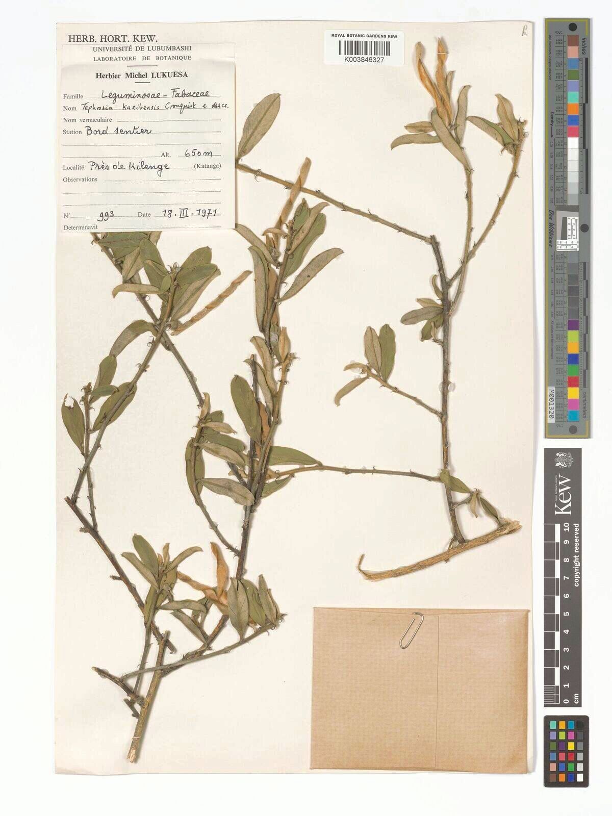 Tephrosia kazibensis — search result for 'Tephrosia'