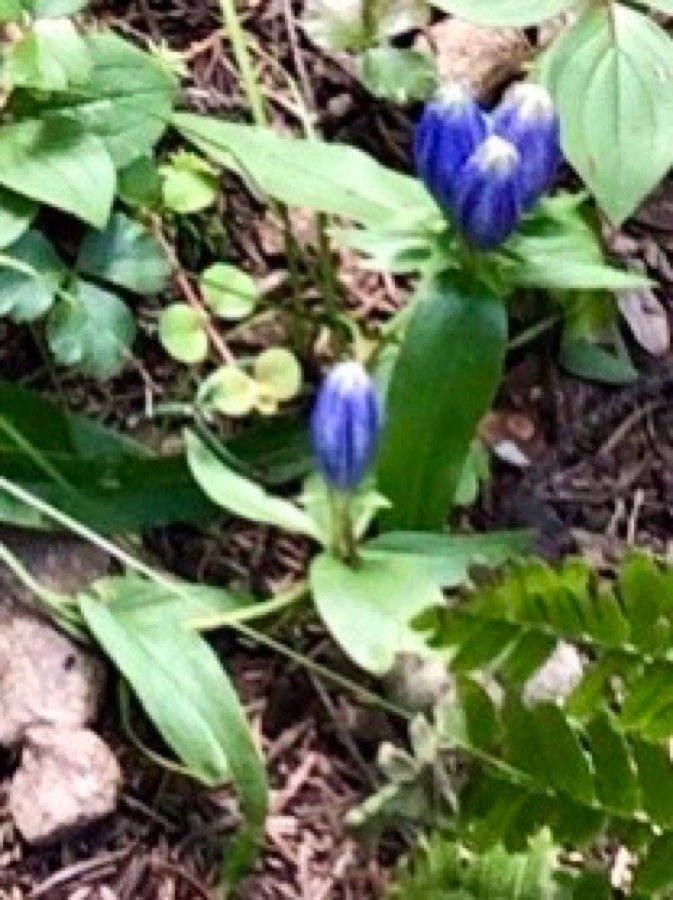 Gentiana andrewsii other