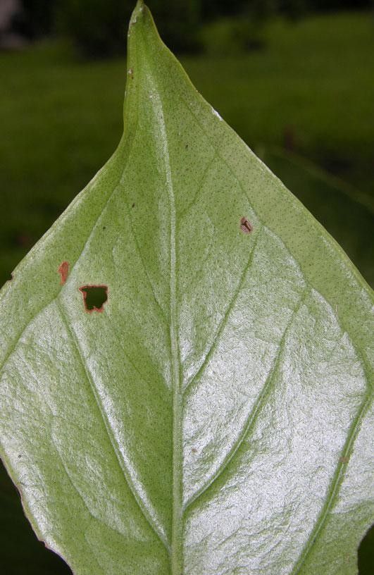Anthurium ramonense leaf