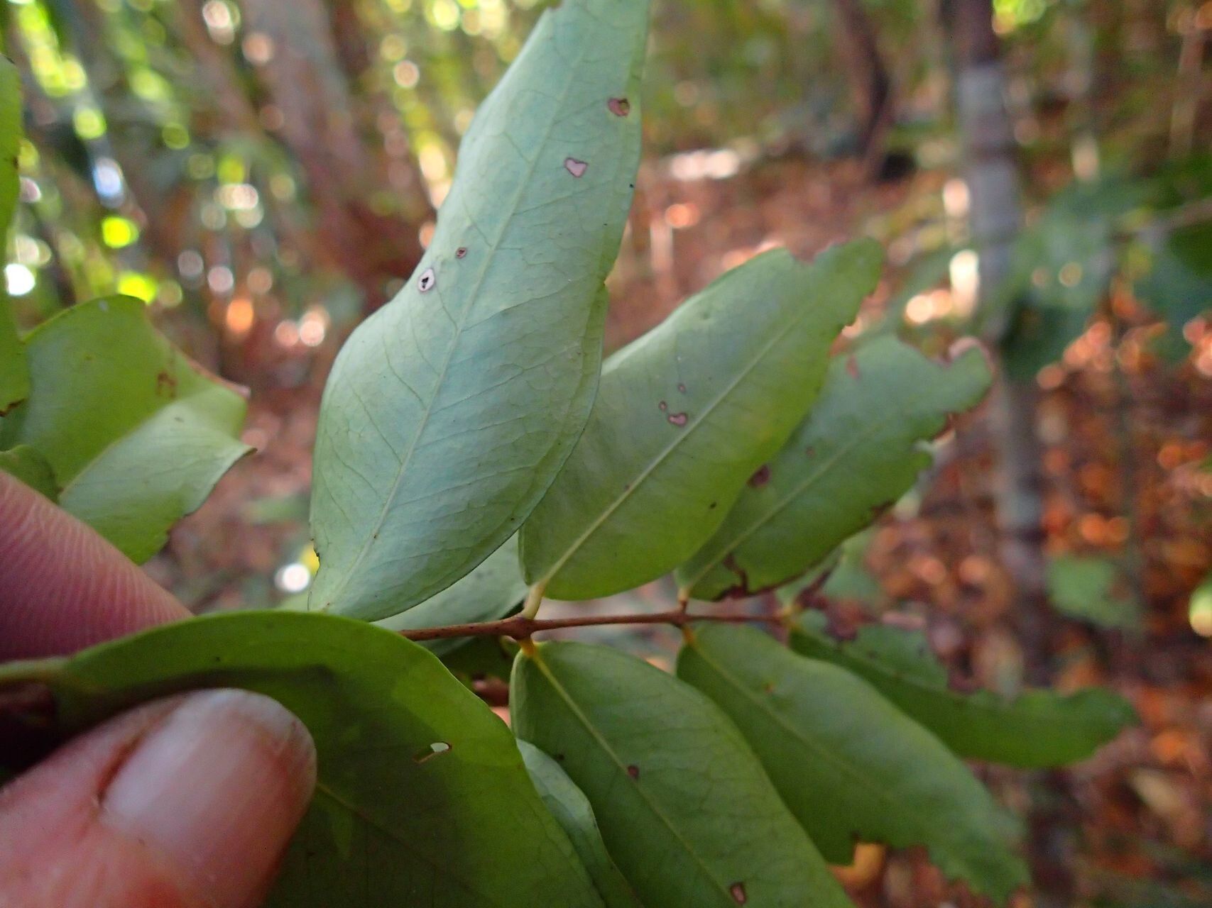 Syzygium wagapense leaf