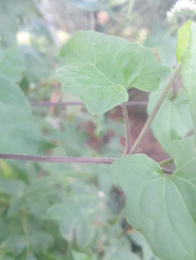 Mikania scandens bark